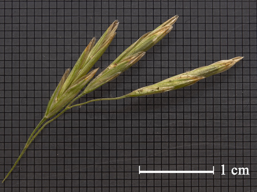 Bromus inermis.15