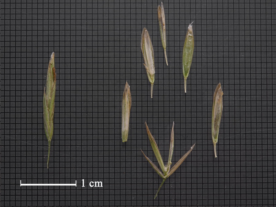 Bromus inermis.16