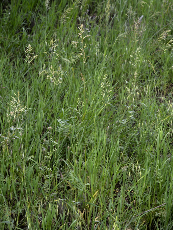 Bromus inermis.18