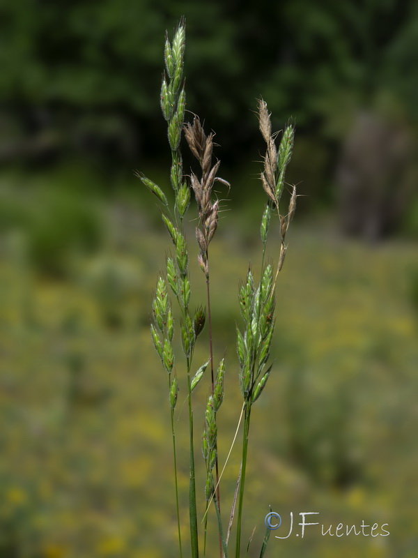 Bromus intermedius.01