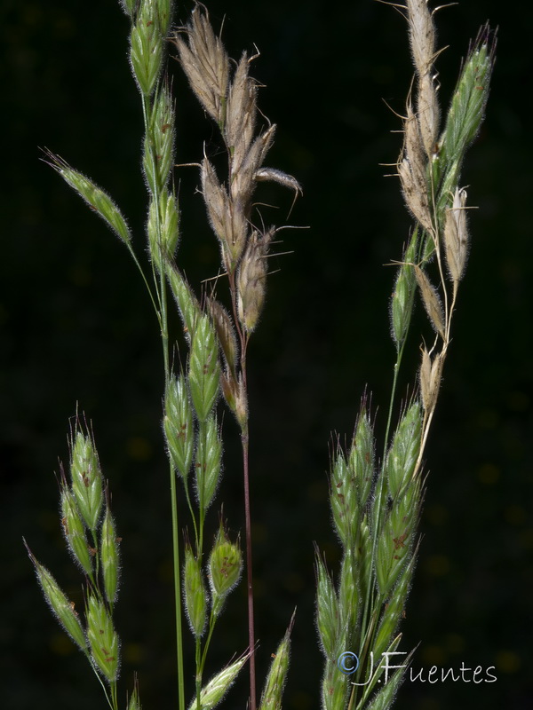 Bromus intermedius.02