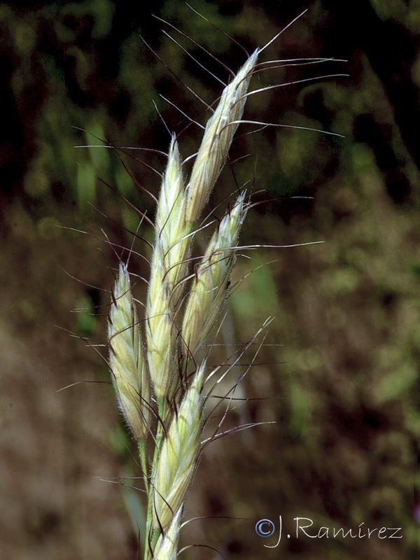 Bromus lanceolatus.02