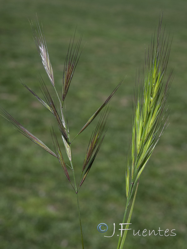 Bromus madritensis.01