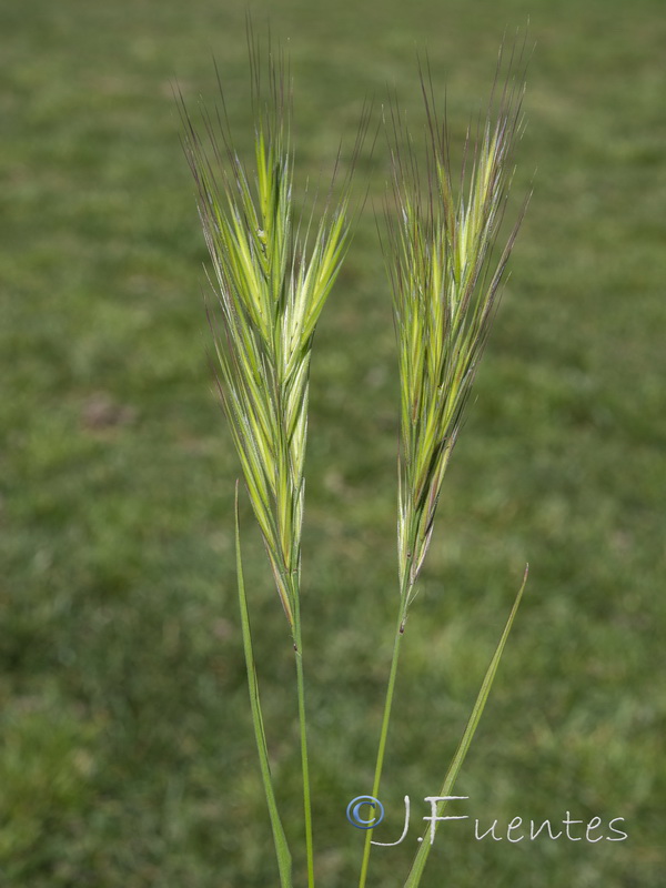 Bromus madritensis.02