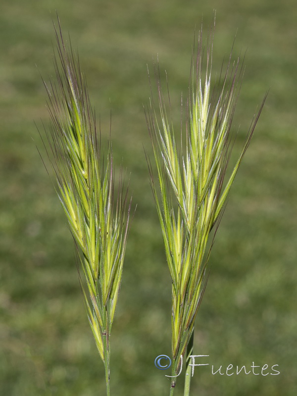 Bromus madritensis.03