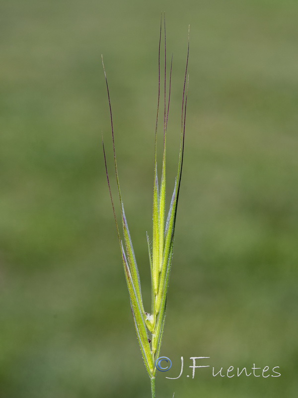 Bromus madritensis.04