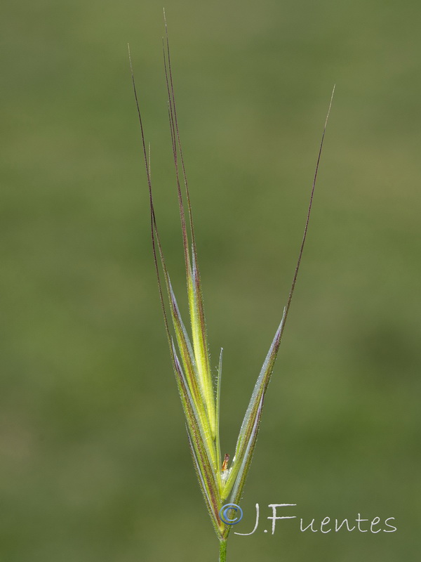 Bromus madritensis.05