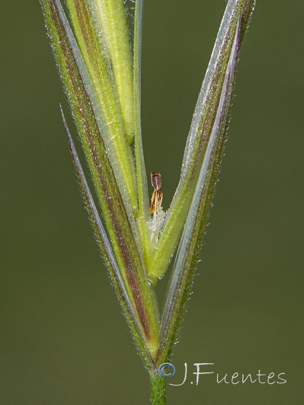 Bromus madritensis.06