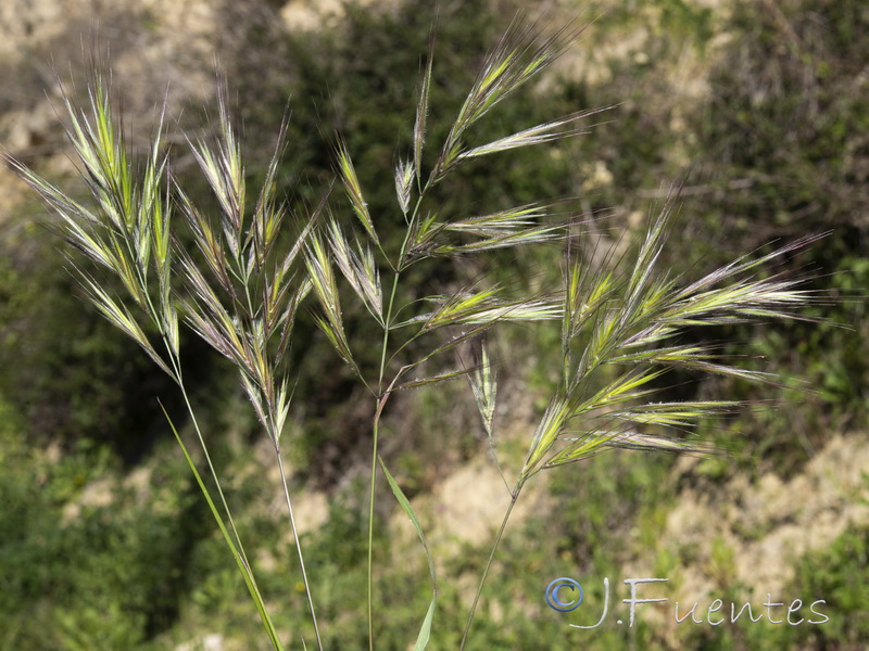 Bromus madritensis.07