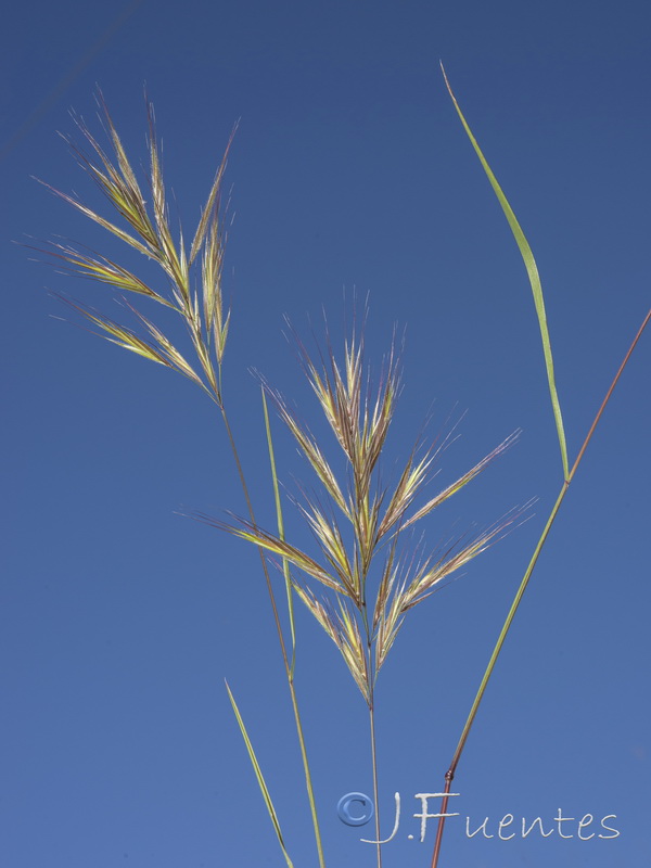 Bromus madritensis.08