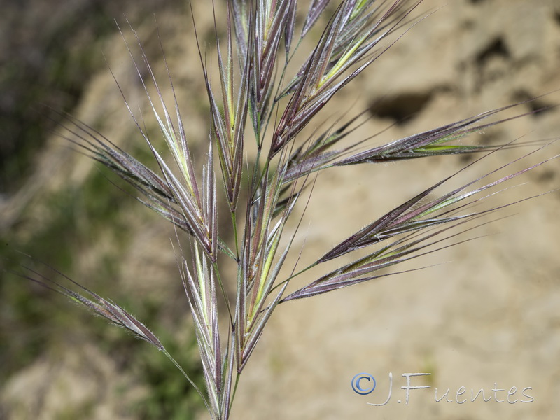 Bromus madritensis.09