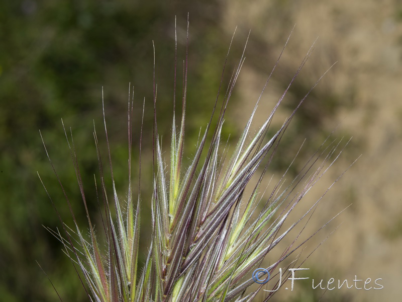 Bromus madritensis.10