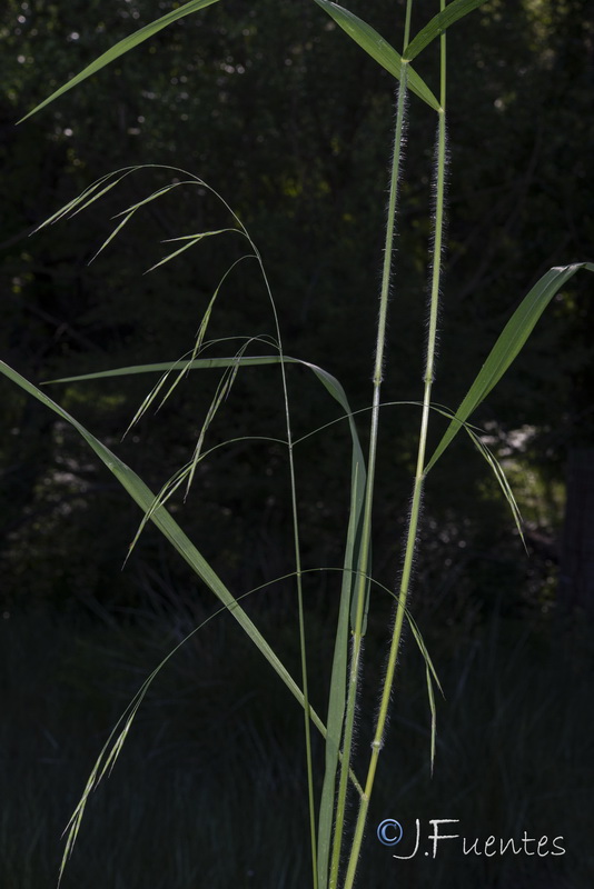 Bromus ramosus.01