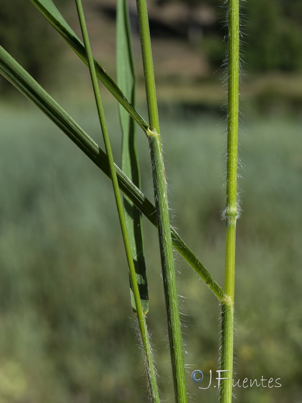Bromus ramosus.03