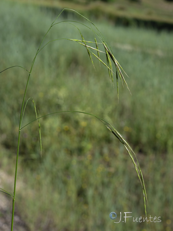 Bromus ramosus.04