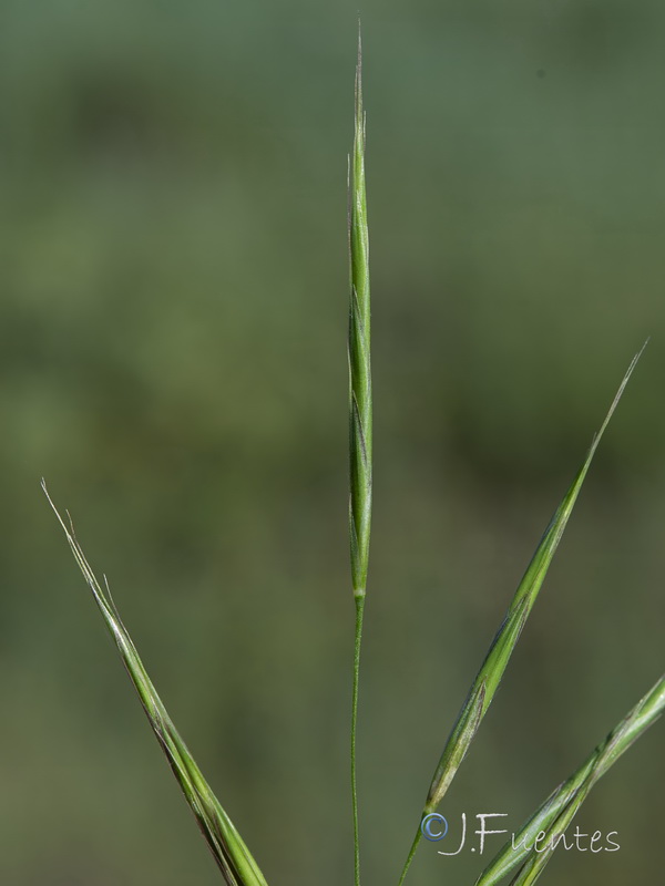 Bromus ramosus.05