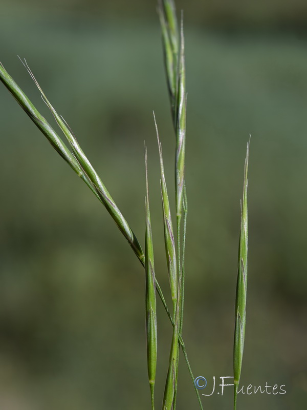Bromus ramosus.06