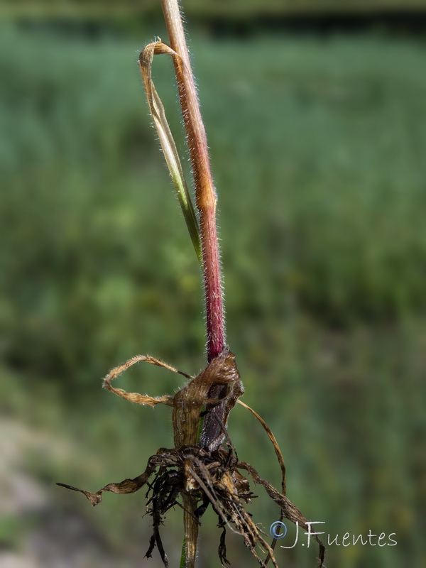 Bromus ramosus.07