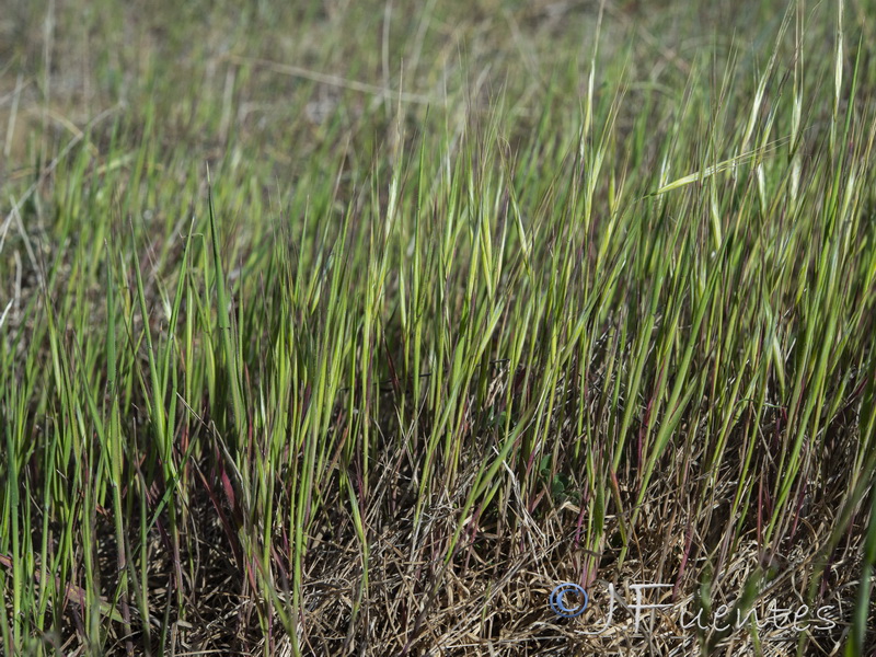 Bromus rigidus.01