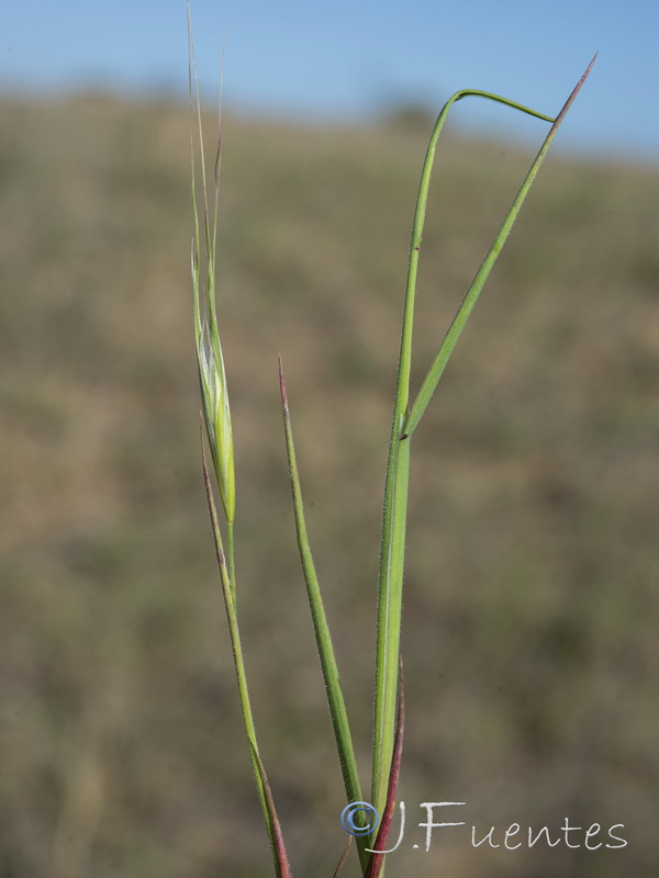 Bromus rigidus.02
