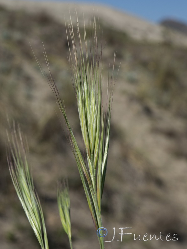 Bromus rigidus.04
