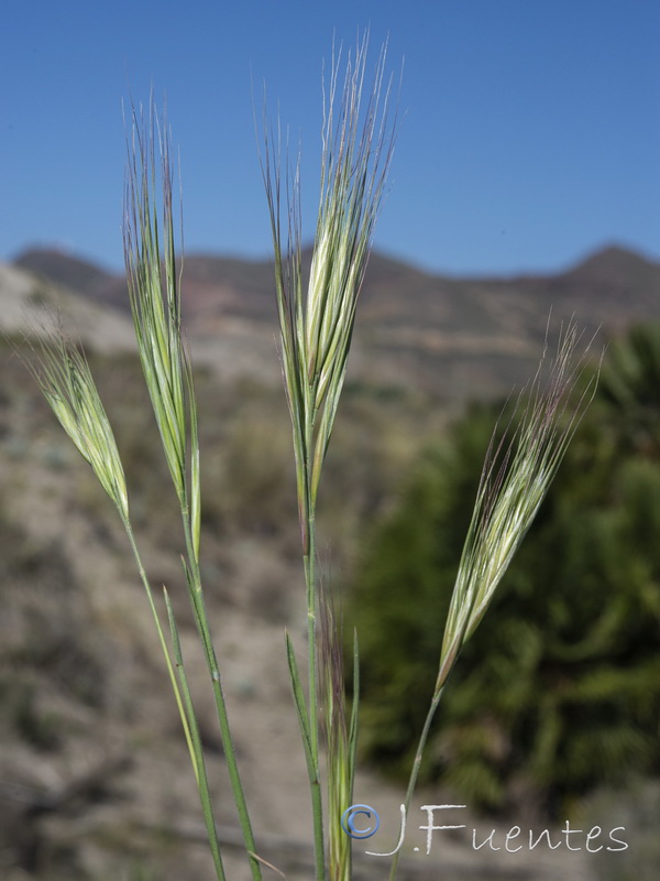 Bromus rigidus.05