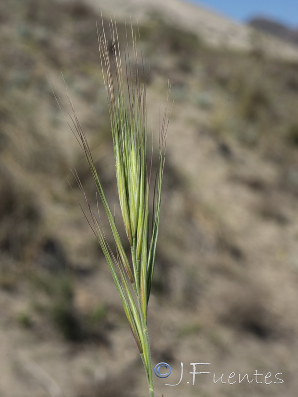 Bromus rigidus.06