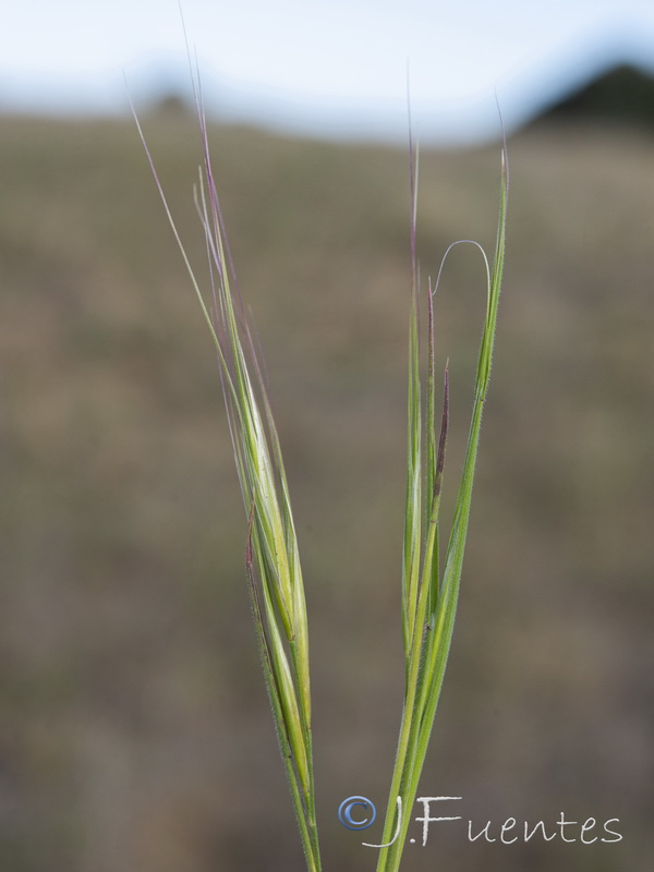 Bromus rigidus.07