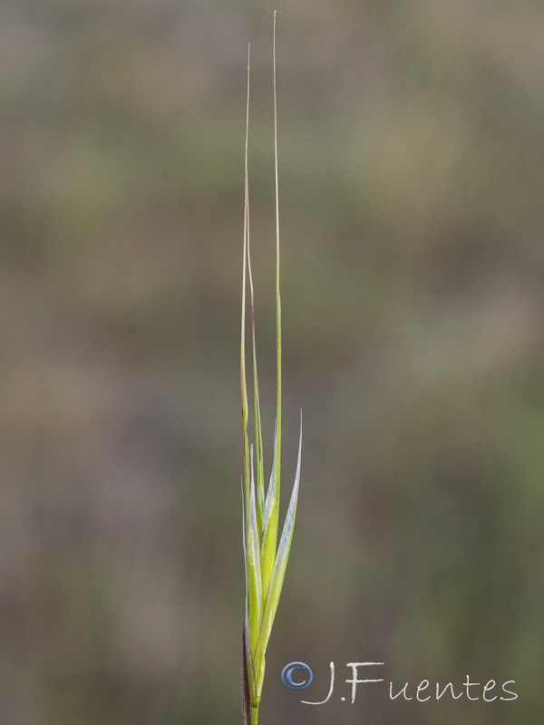 Bromus rigidus.08
