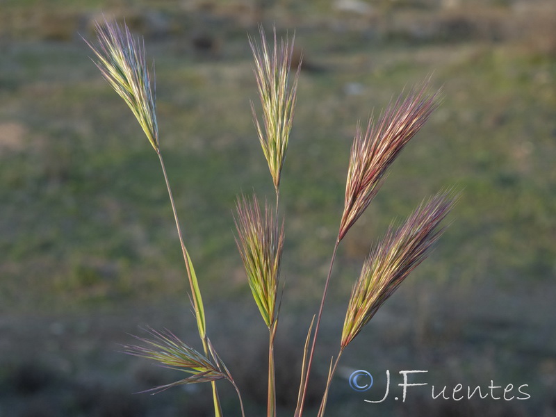 Bromus rubens rubens.01
