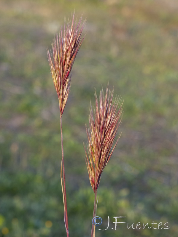 Bromus rubens rubens.02