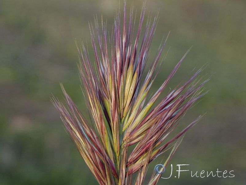 Bromus rubens rubens.03