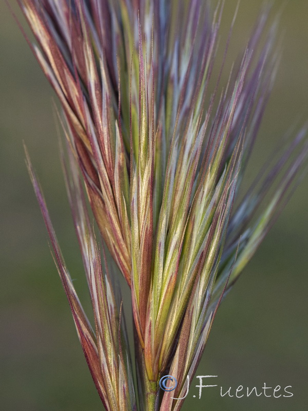 Bromus rubens rubens.04