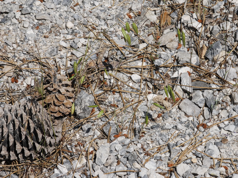 Bromus squarrosus.01