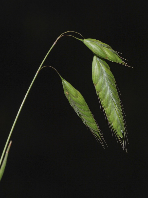 Bromus squarrosus.05