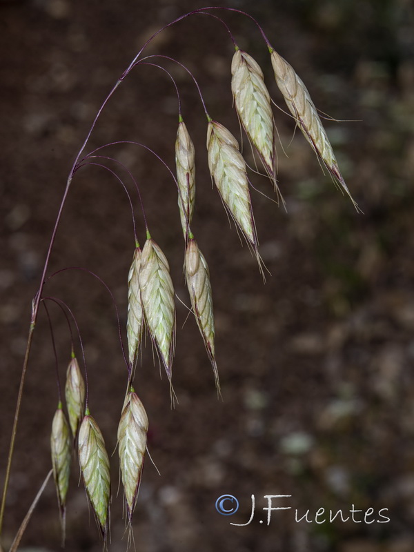 Bromus squarrosus.09