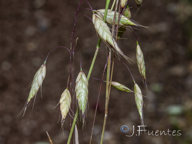 Bromus squarrosus.10