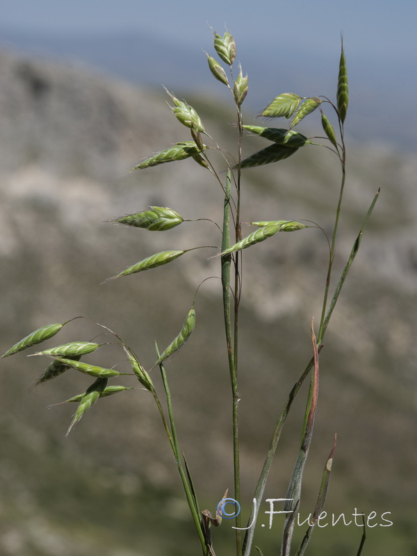 Bromus squarrosus.11