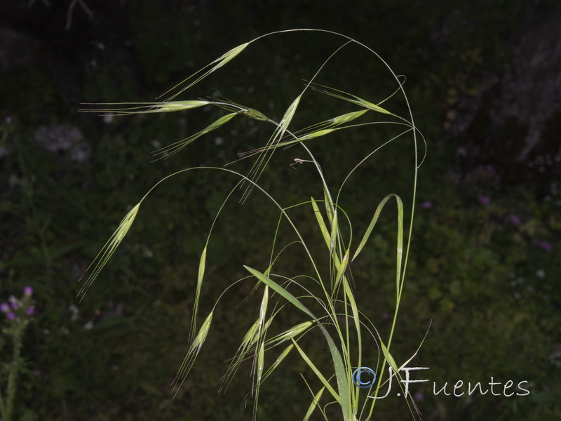 Bromus sterilis.01