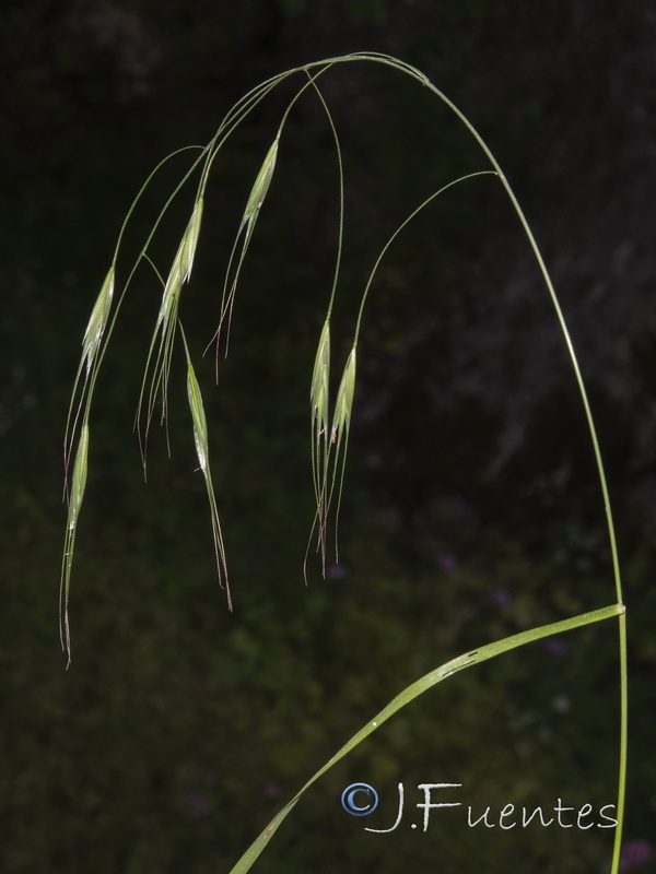 Bromus sterilis.03