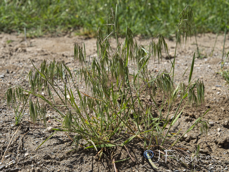 Bromus tectorum.01