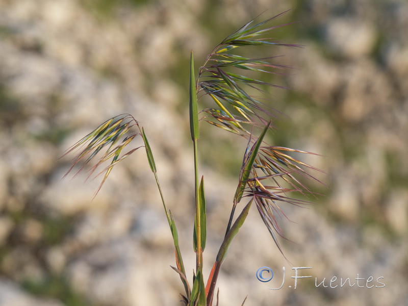 Bromus tectorum.04