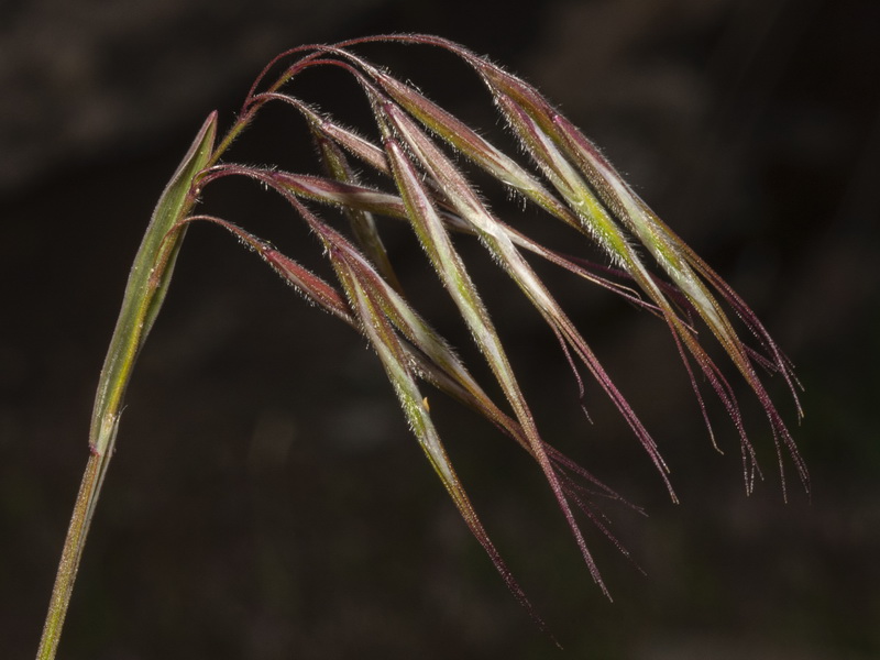 Bromus tectorum.13