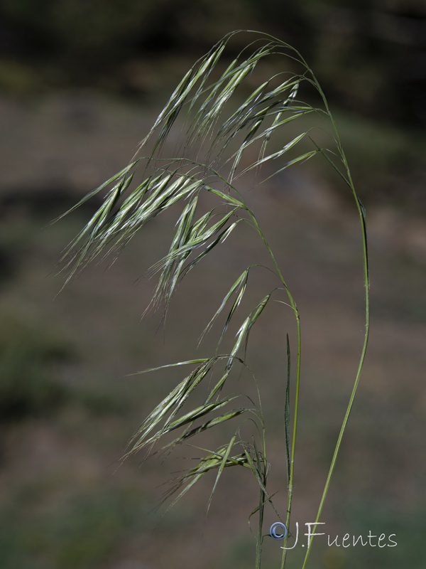 Bromus tectorum.02