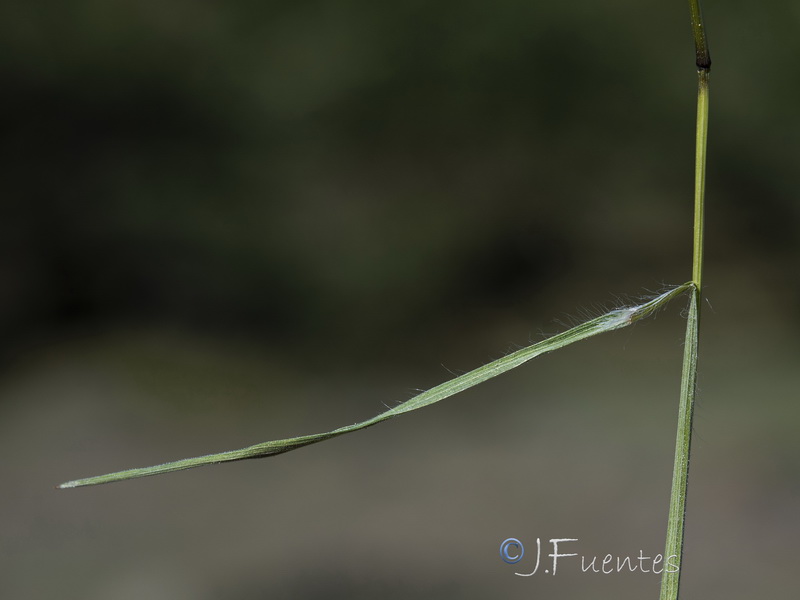 Bromus tectorum.10