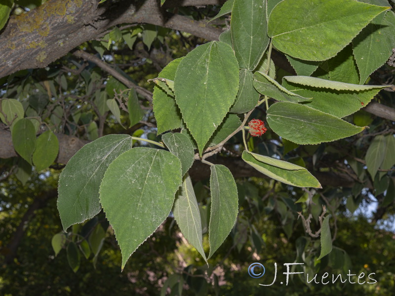 Broussonetia papyrifera.01
