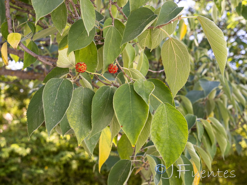 Broussonetia papyrifera.02