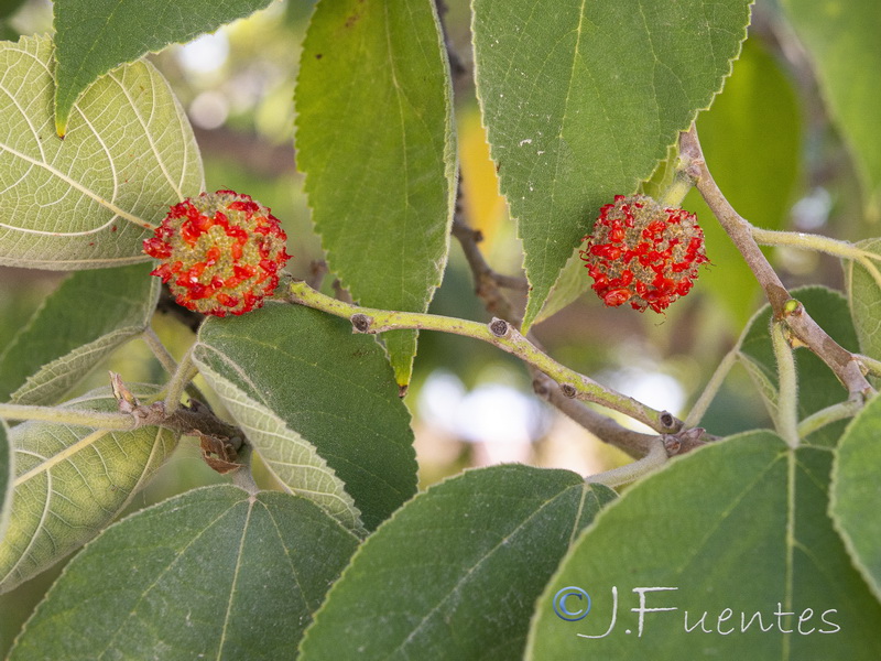 Broussonetia papyrifera.04