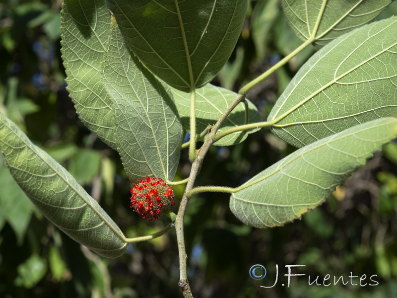 Broussonetia papyrifera.05