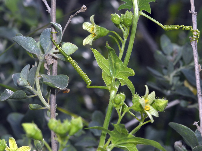 Bryonia dioica.03